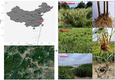 Belowground bud banks and land use change: roles of vegetation and soil properties in mediating the composition of bud banks in different ecosystems